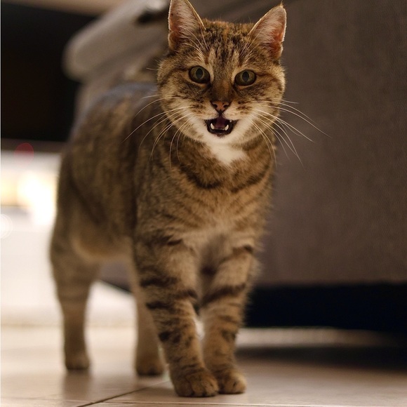 Meet your Posher, Florent - Picture 1 of 1